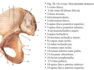 Fig. 58. Os coxae. Внутренняя поверхность.  1-crista iliaca;  2-ala ossis ili...