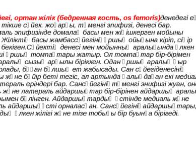 Сан сүйегі, ортан жілік (бедренная кость, os femoris)денедегі ең ұзын түтікше...