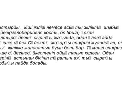 Балтырдың кіші жілігі немесе асықты жіліктің шыбық сүйегі(малоберцовая кость,...