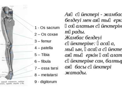 Аяқ сүйектері - жамбас белдеуі мен аяқтың еркін қозғалатын сүйектерінен тұрад...