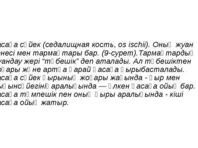 қасаға сүйек (седалищная кость, os ischii). Оның жуан денесі мен тармақтары б...