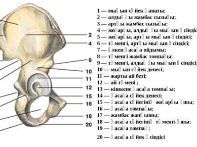 1 — мықын сүйек қанаты; 2 — алдыңғы жамбас сызығы; 3 — артқы жамбас сызығы; 4...