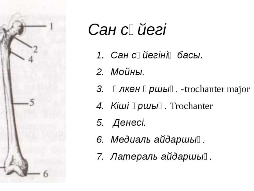 Сан сүйегі Сан сүйегінің басы. Мойны. Үлкен ұршық. -trochanter major Кіші ұрш...