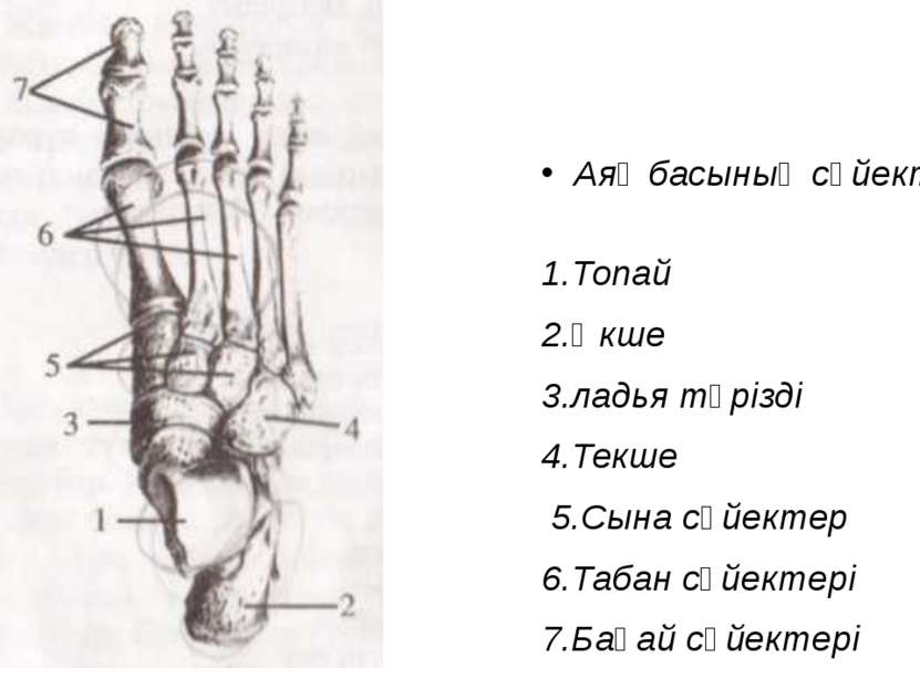 Аяқ басының сүйектері. 1.Топай 2.Өкше 3.ладья тәрізді 4.Текше 5.Сына сүйектер...