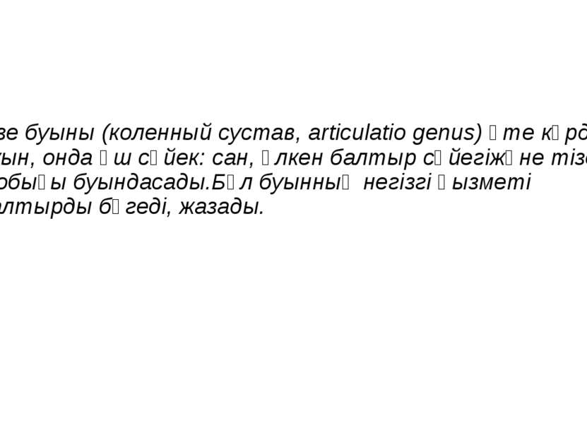 Тізе буыны (коленный сустав, articulatio genus) өте күрделі буын, онда үш сүй...