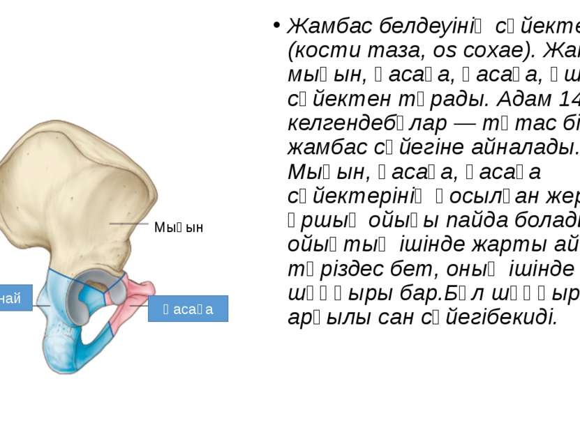 Жамбас белдеуінің сүйектері (кости таза, os coxae). Жамбас: мықын, қасаға, қа...