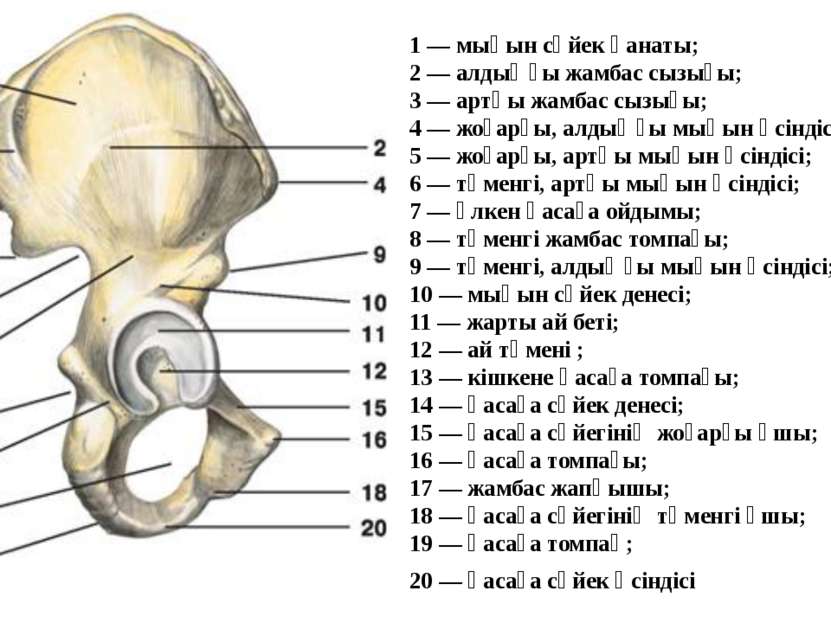 1 — мықын сүйек қанаты; 2 — алдыңғы жамбас сызығы; 3 — артқы жамбас сызығы; 4...