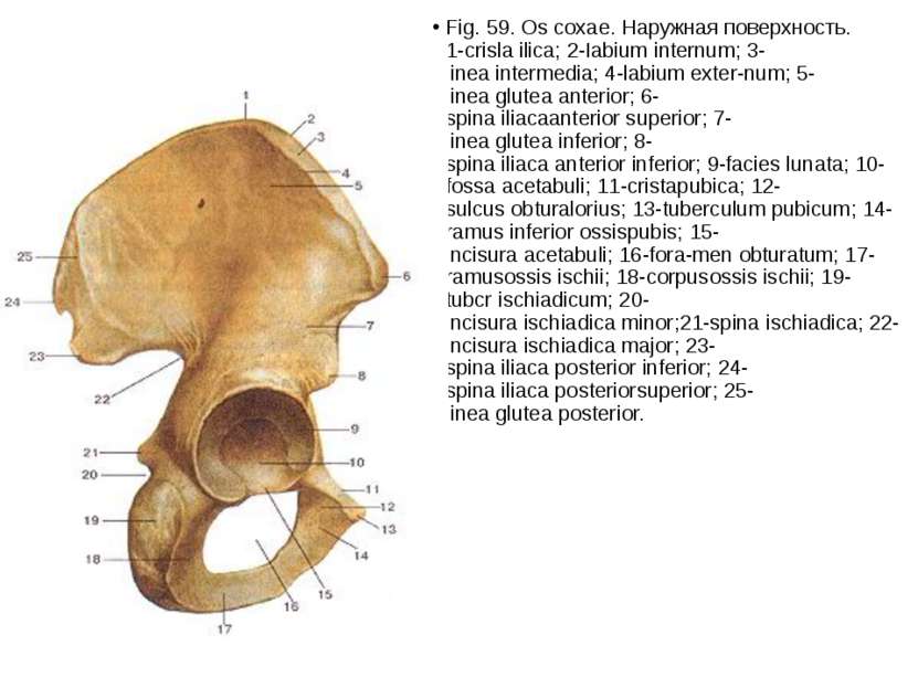 Fig. 59. Os coxae. Наружная поверхность. 1-crisla ilica; 2-Iabium internum; 3...