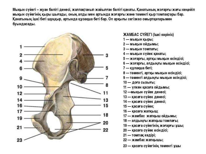 ЖАМБАС СҮЙЕГІ (Ішкі көрініс) 1 — мықын қыры; 2 — мықын ойдымы; 3 — мықын томп...