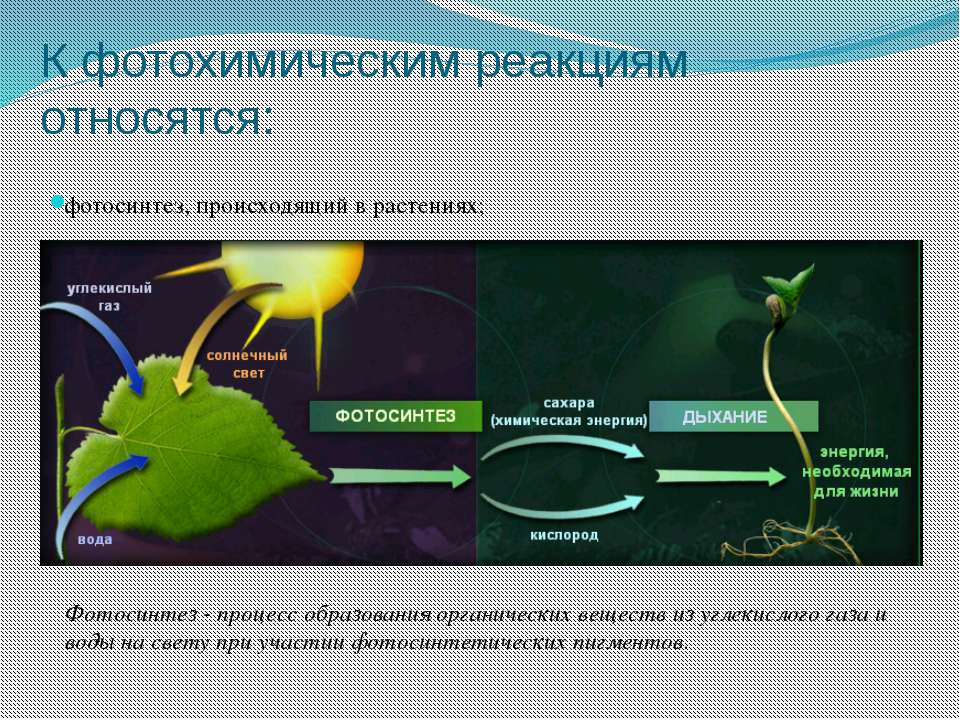 Распад растений. Физиологический процесс фотосинтез. Фотохимические реакции фотосинтеза. Схема процесса фотосинтеза. Фотохимические процессы.
