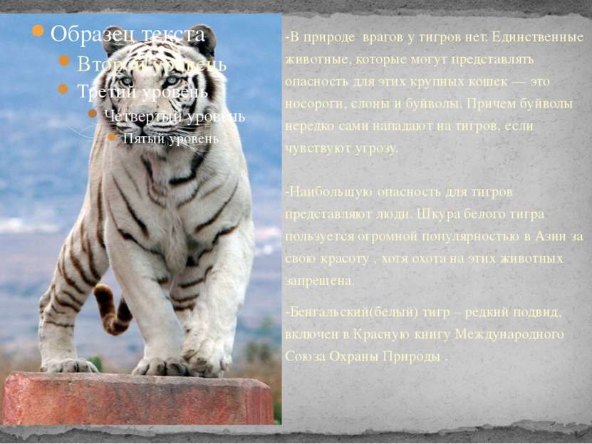 -В природе врагов у тигров нет. Единственные животные, которые могут представ...