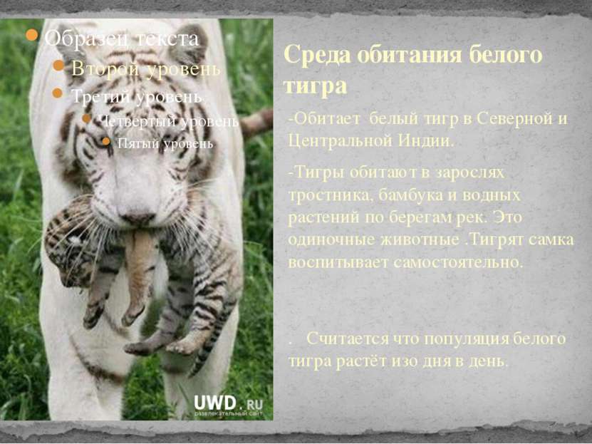 -Обитает белый тигр в Северной и Центральной Индии. -Тигры обитают в зарослях...