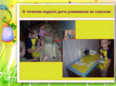 В течение недели дети ухаживали за горохом ProPowerPoint.Ru