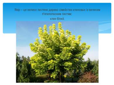 Явір – це велике листяне дерево сімейства кленовых із великим п'ятилопасним л...