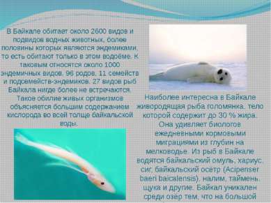 В Байкале обитает около 2600 видов и подвидов водных животных, более половины...