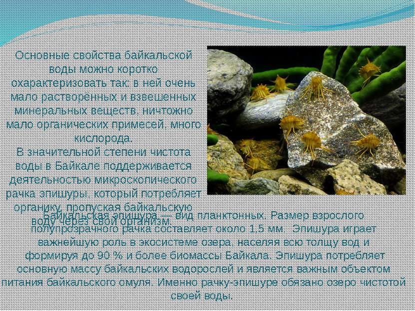 Байкальская эпишура — вид планктонных. Размер взрослого полупрозрачного рачка...