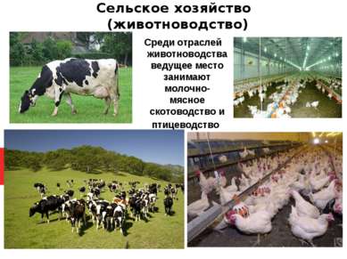 Сельское хозяйство (животноводство) Среди отраслей животноводства ведущее мес...