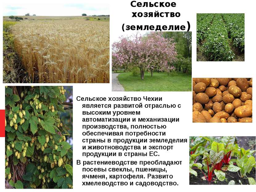 Сельское хозяйство (земледелие) Сельское хозяйство Чехии является развитой от...