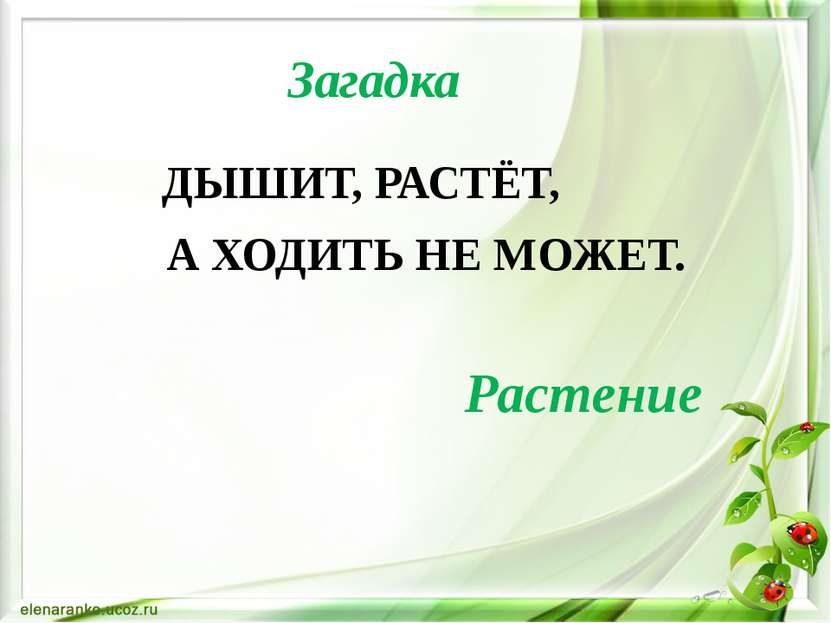 Загадка ДЫШИТ, РАСТЁТ, А ХОДИТЬ НЕ МОЖЕТ. Растение