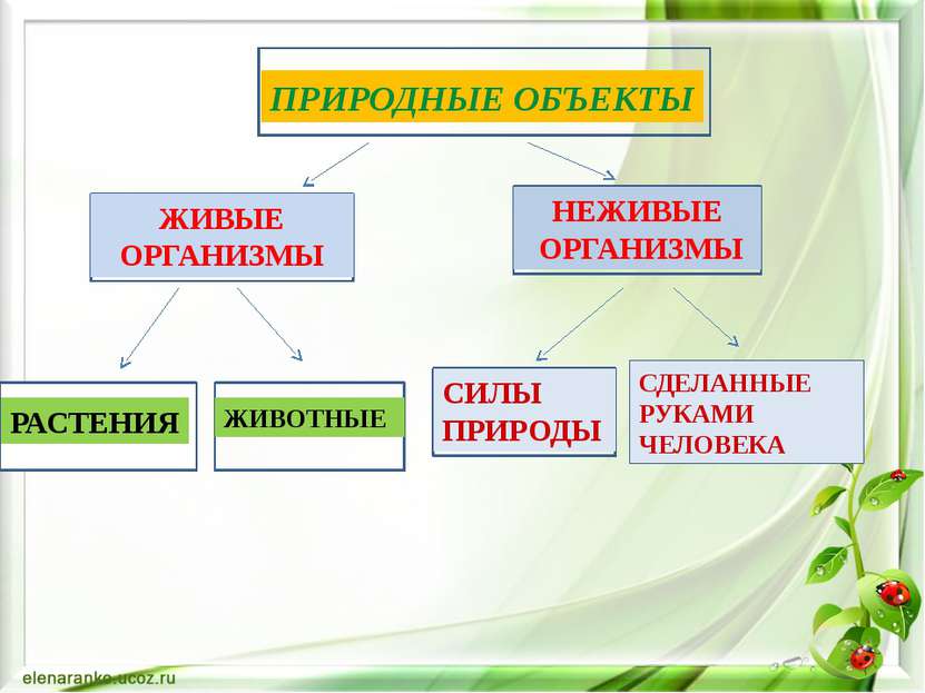 РАСТЕНИЯ ПРИРОДНЫЕ ОБЪЕКТЫ ЖИВЫЕ ОРГАНИЗМЫ НЕЖИВЫЕ ОРГАНИЗМЫ РАСТЕНИЯ ЖИВОТНЫ...