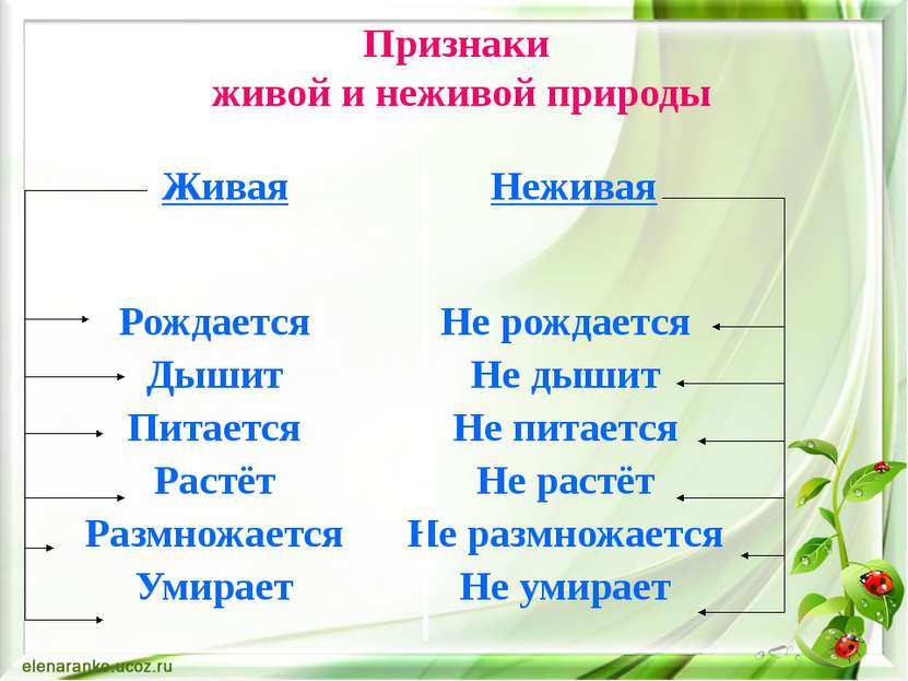 Признаки живой и неживой природы Живая Неживая Не рождается Не дышит Не питае...