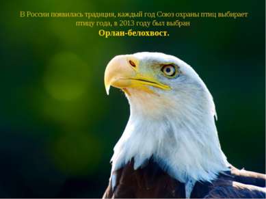 В России появилась традиция, каждый год Союз охраны птиц выбирает птицу года,...