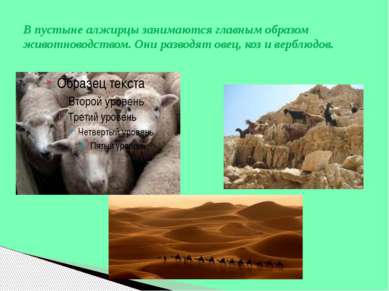 В пустыне алжирцы занимаются главным образом животноводством. Они разводят ов...