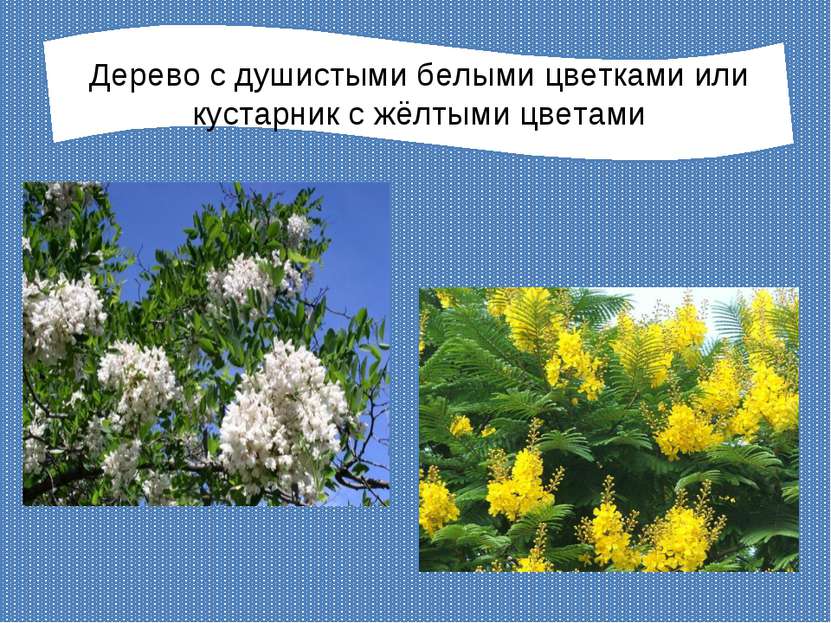 Дерево с душистыми белыми цветками или кустарник с жёлтыми цветами