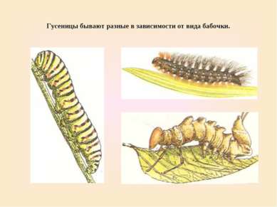 Гусеницы бывают разные в зависимости от вида бабочки.