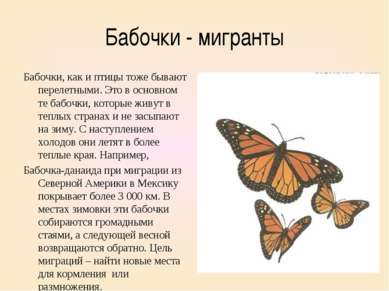 Бабочки - мигранты Бабочки, как и птицы тоже бывают перелетными. Это в основн...