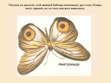 Рисунок на крыльях этой дневной бабочки напоминает два глаза. Птицы могут при...