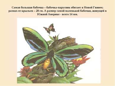 Самая большая бабочка – бабочка-парусник обитает в Новой Гвинее; размах ее кр...