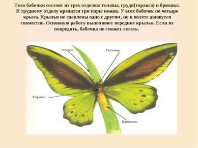 Тело бабочки состоит из трех отделов: головы, груди(торакса) и брюшка. К груд...