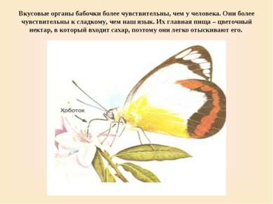 Вкусовые органы бабочки более чувствительны, чем у человека. Они более чувств...