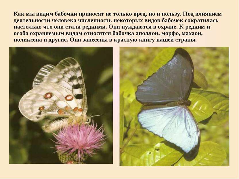 Как мы видим бабочки приносят не только вред, но и пользу. Под влиянием деяте...