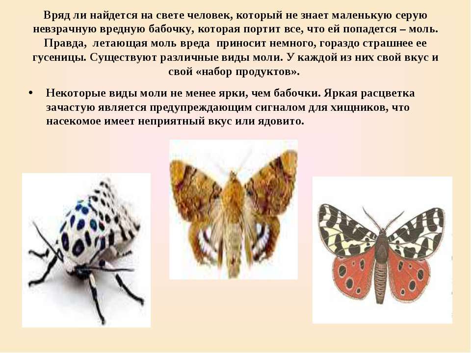 Какой вред бабочек. Бывают ядовитые бабочки. Ядовитые бабочки для человека. Мотылек опасен для человека. Бабочки которые не опасны для человека.