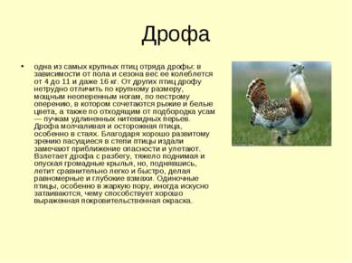 Дрофа одна из самых крупных птиц отряда дрофы: в зависимости от пола и сезона...