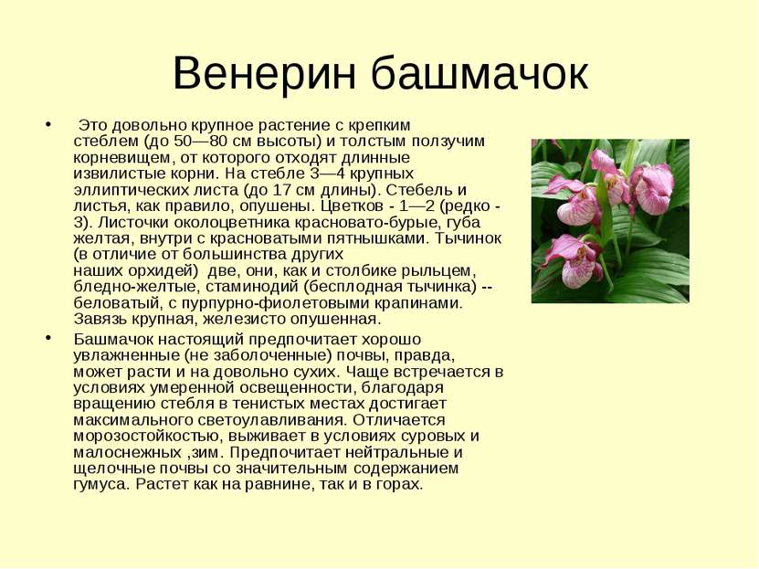 Венерин башмачок  Это довольно крупное растение с крепким стеблем (до 50—80 с...