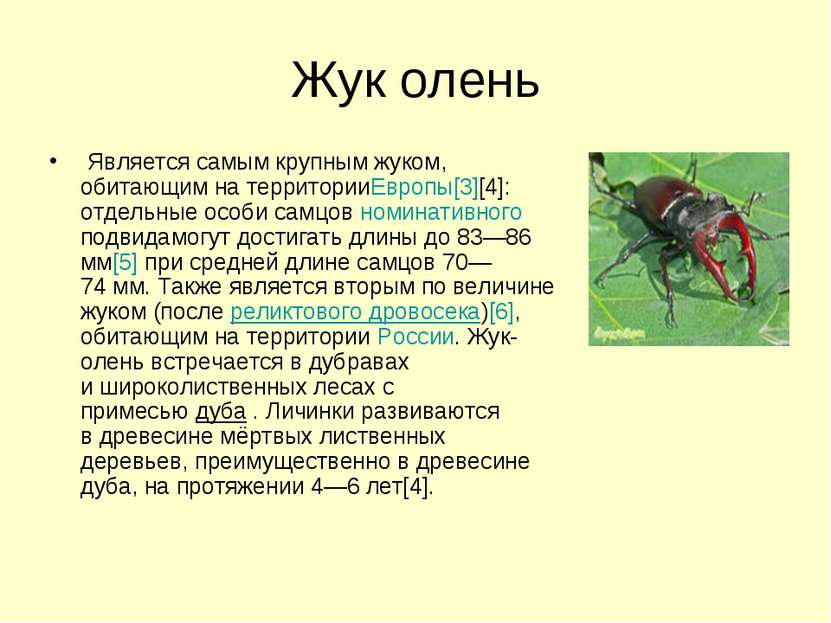 Жук олень  Является самым крупным жуком, обитающим на территорииЕвропы[3][4]:...