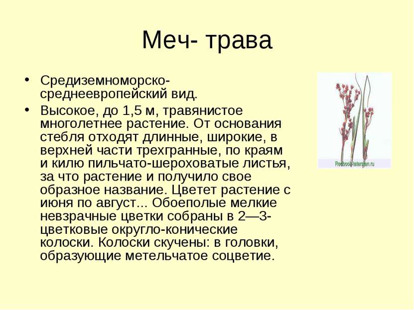Меч- трава Средиземноморско-среднеевропейский вид. Высокое, до 1,5 м, травяни...