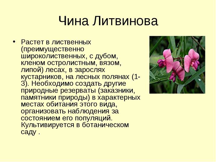 Чина Литвинова Растет в лиственных (преимущественно широколиственных, с дубом...
