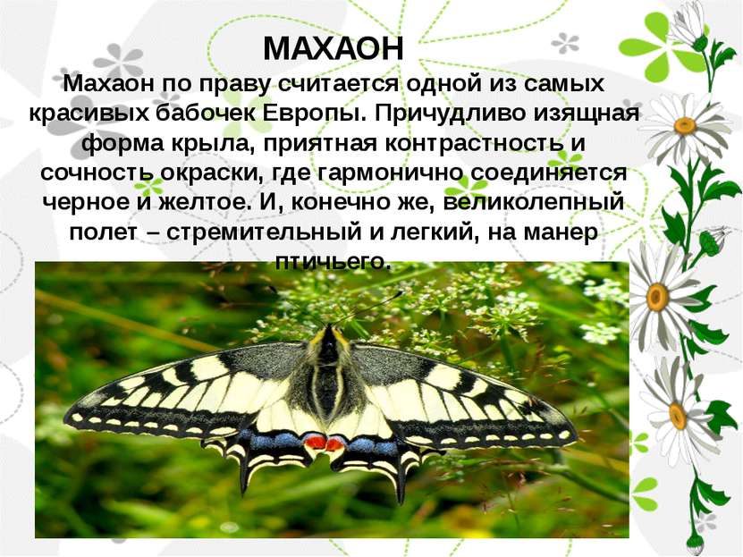 МАХАОН Махаон по праву считается одной из самых красивых бабочек Европы. Прич...