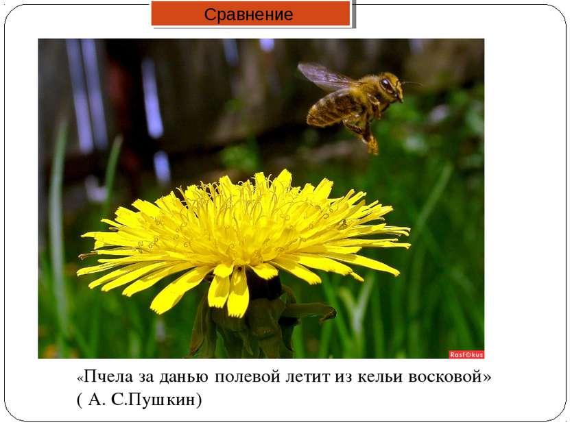 «Пчела за данью полевой летит из кельи восковой» ( А. С.Пушкин) Сравнение