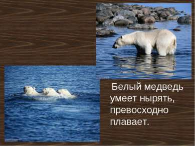 Белый медведь умеет нырять, превосходно плавает.