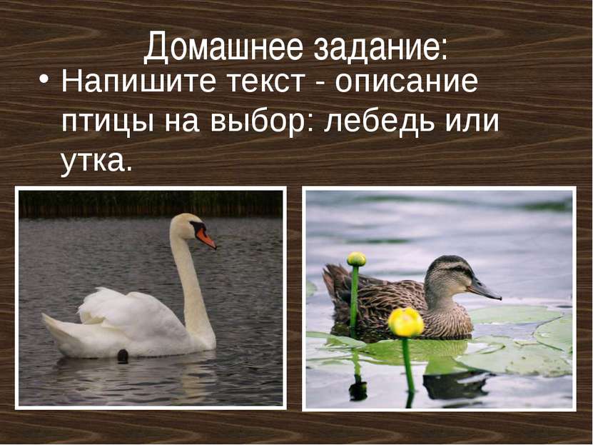 Домашнее задание: Напишите текст - описание птицы на выбор: лебедь или утка.