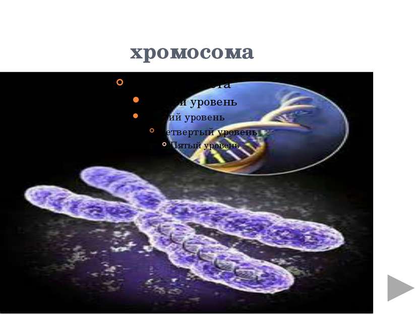 хромосомы центромера – первичная перетяжка делит хромосому на два плеча одина...