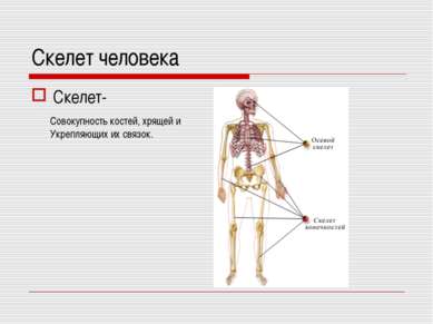 Скелет человека Скелет- Совокупность костей, хрящей и Укрепляющих их связок.