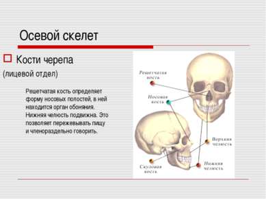 Осевой скелет Кости черепа (лицевой отдел) Решетчатая кость определяет форму ...