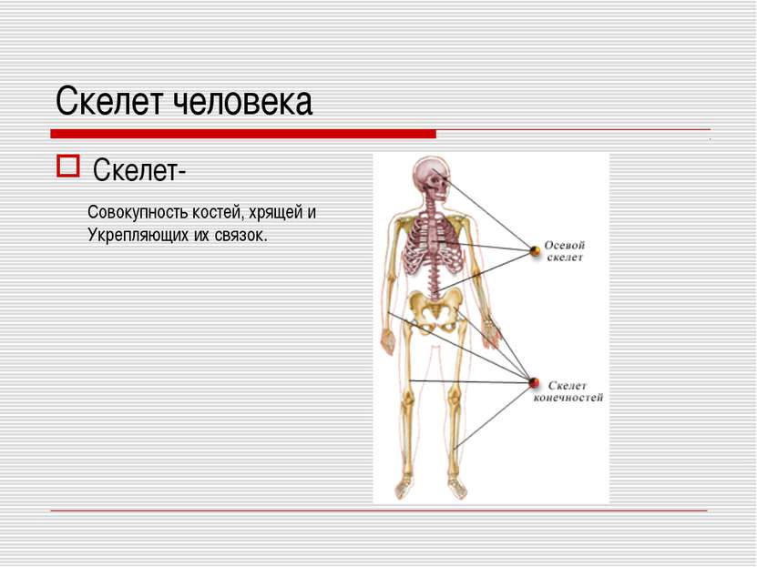 Скелет человека Скелет- Совокупность костей, хрящей и Укрепляющих их связок.