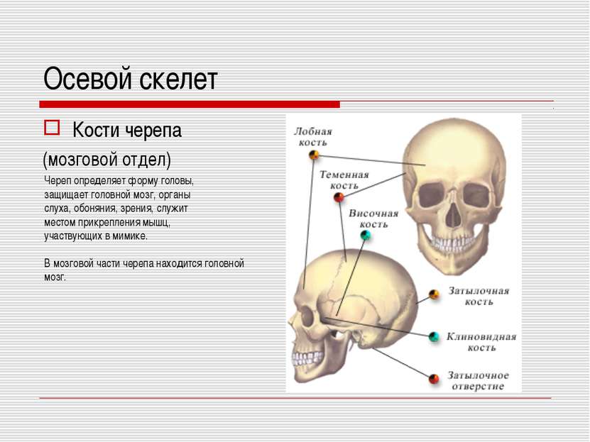 Осевой скелет Кости черепа (мозговой отдел) Череп определяет форму головы, за...
